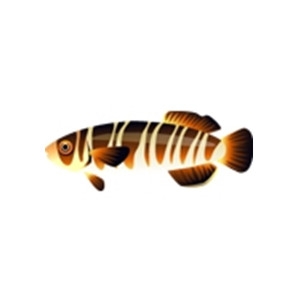 Striped Chocolate Fish